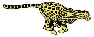 MARGAY leopard